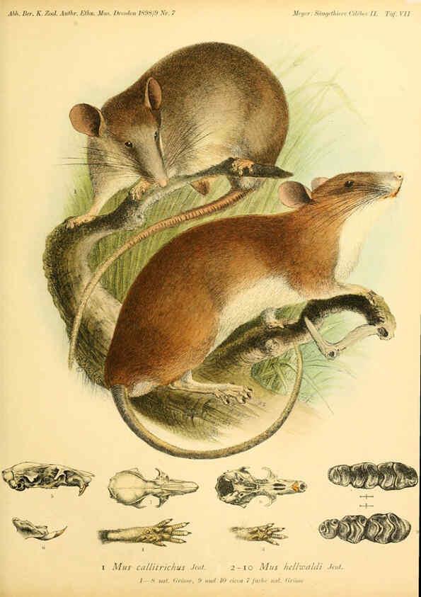 Reproducción/Reproduction 5984634459: Säugethiere vom Celebes- und Philippinen-Archipel, 1-2. Berlin :R. Friedländer & sohn,1896-9