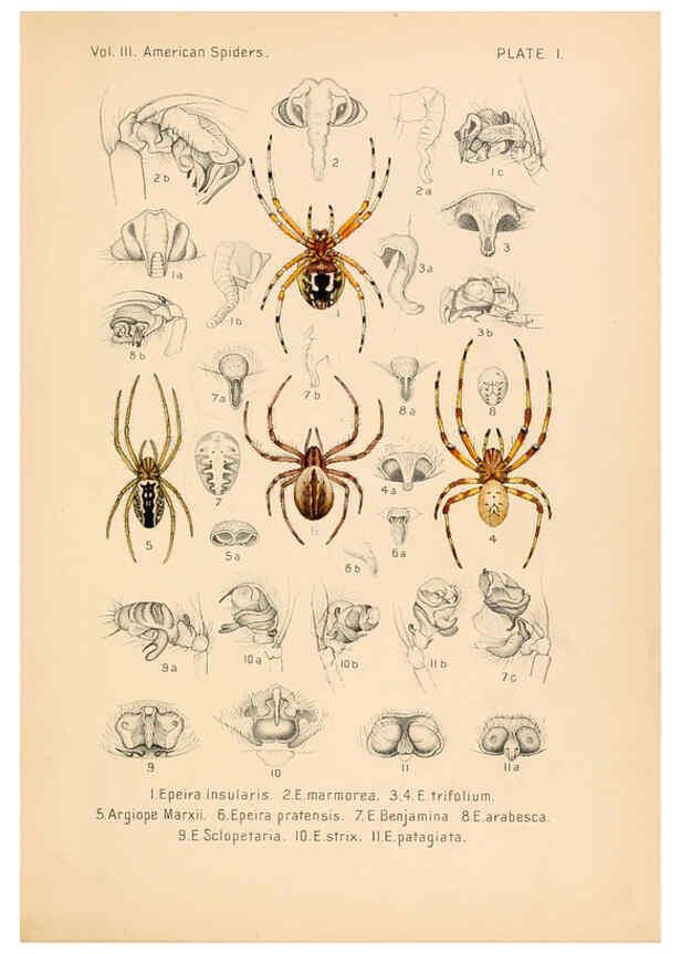 Reproducción/Reproduction 5985251600: American spiders and their spinningwork. V.3 Academy of natural sciences of Philadelphia,1889-93