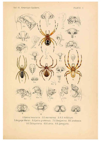 Reproducción/Reproduction 5985251600: American spiders and their spinningwork. V.3 Academy of natural sciences of Philadelphia,1889-93