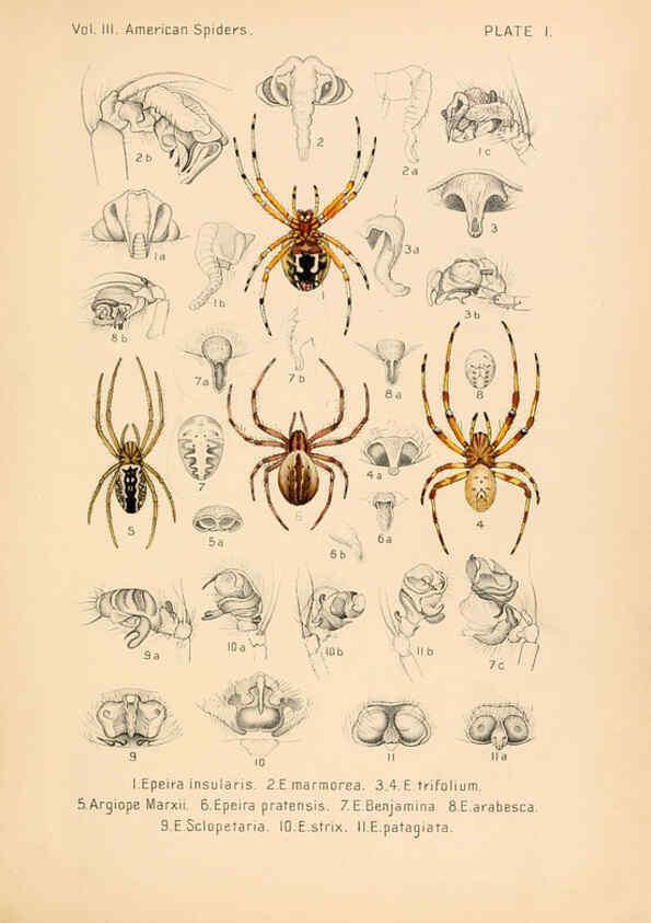Reproducción/Reproduction 5985251600: American spiders and their spinningwork. V.3 Academy of natural sciences of Philadelphia,1889-93