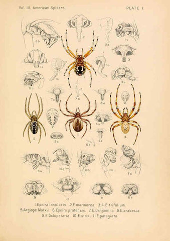 Reproducción/Reproduction 5985251600: American spiders and their spinningwork. V.3 Academy of natural sciences of Philadelphia,1889-93