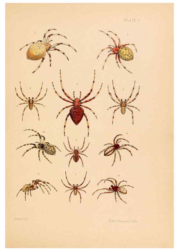 Reproducción/Reproduction 5985251878: American spiders and their spinningwork. V.3 Academy of natural sciences of Philadelphia,1889-93