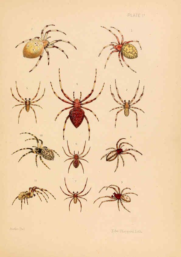 Reproducción/Reproduction 5985251878: American spiders and their spinningwork. V.3 Academy of natural sciences of Philadelphia,1889-93