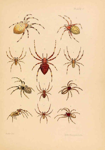 Reproducción/Reproduction 5985251878: American spiders and their spinningwork. V.3 Academy of natural sciences of Philadelphia,1889-93