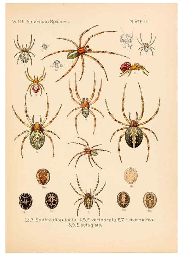 Reproducción/Reproduction 5984688921: American spiders and their spinningwork. V.3 Academy of natural sciences of Philadelphia,1889-93