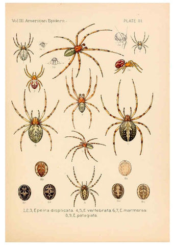Reproducción/Reproduction 5984688921: American spiders and their spinningwork. V.3 Academy of natural sciences of Philadelphia,1889-93