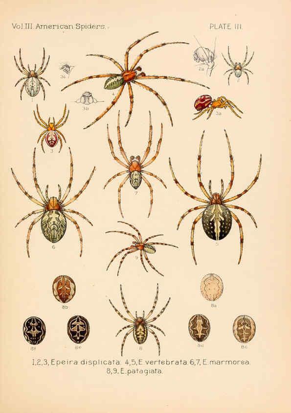 Reproducción/Reproduction 5984688921: American spiders and their spinningwork. V.3 Academy of natural sciences of Philadelphia,1889-93