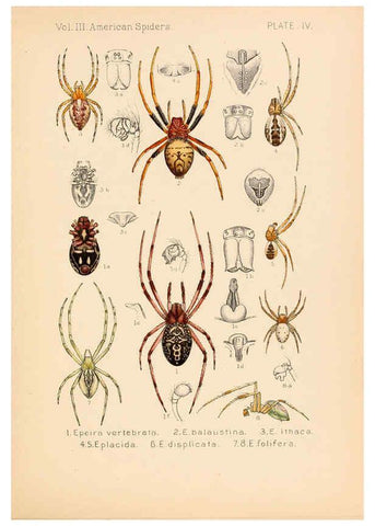 Reproducción/Reproduction 5985252502: American spiders and their spinningwork. V.3 Academy of natural sciences of Philadelphia,1889-93
