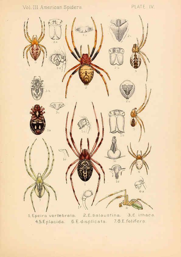 Reproducción/Reproduction 5985252502: American spiders and their spinningwork. V.3 Academy of natural sciences of Philadelphia,1889-93