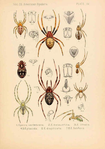 Reproducción/Reproduction 5985252502: American spiders and their spinningwork. V.3 Academy of natural sciences of Philadelphia,1889-93