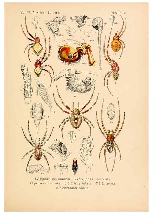 Reproducción/Reproduction 5984689419: American spiders and their spinningwork. V.3 Academy of natural sciences of Philadelphia,1889-93