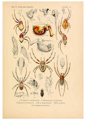 Reproducción/Reproduction 5984689419: American spiders and their spinningwork. V.3 Academy of natural sciences of Philadelphia,1889-93