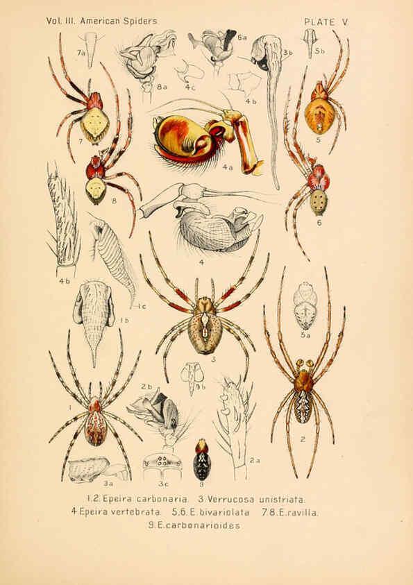 Reproducción/Reproduction 5984689419: American spiders and their spinningwork. V.3 Academy of natural sciences of Philadelphia,1889-93