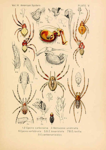 Reproducción/Reproduction 5984689419: American spiders and their spinningwork. V.3 Academy of natural sciences of Philadelphia,1889-93
