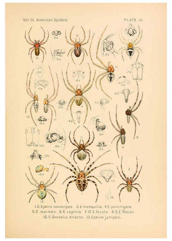 Reproducción/Reproduction 5985252992: American spiders and their spinningwork. V.3 Academy of natural sciences of Philadelphia,1889-93