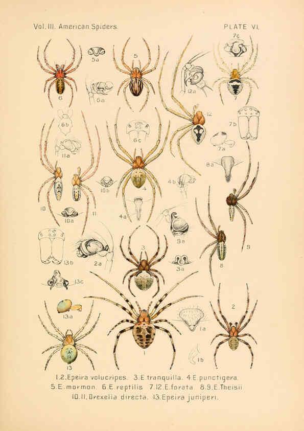 Reproducción/Reproduction 5985252992: American spiders and their spinningwork. V.3 Academy of natural sciences of Philadelphia,1889-93