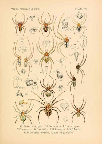 Reproducción/Reproduction 5985252992: American spiders and their spinningwork. V.3 Academy of natural sciences of Philadelphia,1889-93