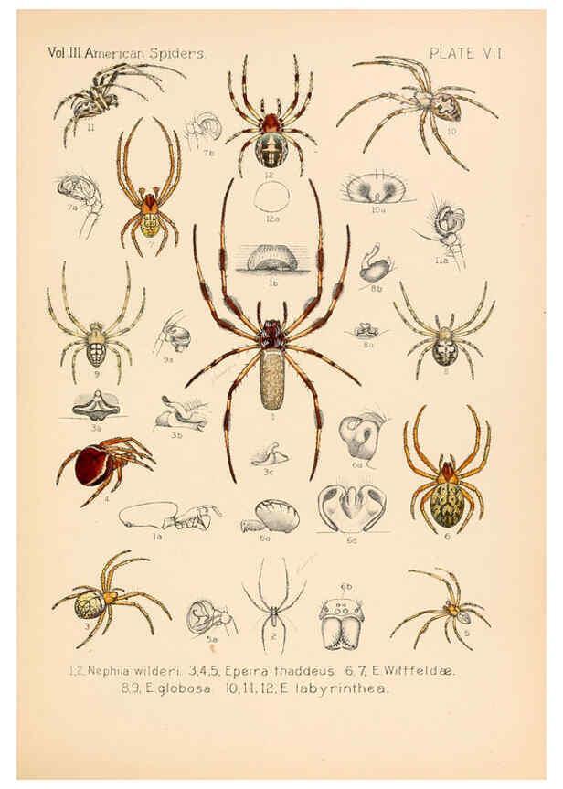 Reproducción/Reproduction 5984689969: American spiders and their spinningwork. V.3 Academy of natural sciences of Philadelphia,1889-93