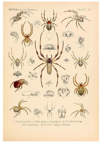 Reproducción/Reproduction 5984689969: American spiders and their spinningwork. V.3 Academy of natural sciences of Philadelphia,1889-93
