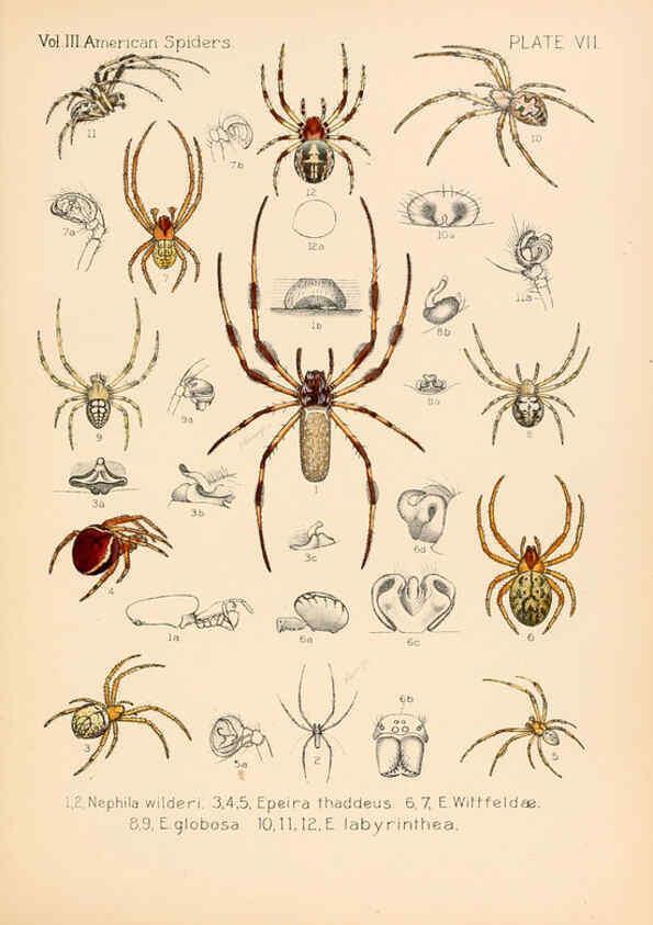 Reproducción/Reproduction 5984689969: American spiders and their spinningwork. V.3 Academy of natural sciences of Philadelphia,1889-93