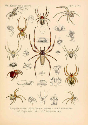 Reproducción/Reproduction 5984689969: American spiders and their spinningwork. V.3 Academy of natural sciences of Philadelphia,1889-93