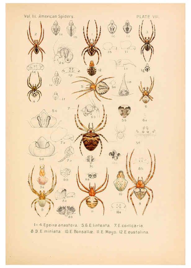 Reproducción/Reproduction 5985253666: American spiders and their spinningwork. V.3 Academy of natural sciences of Philadelphia,1889-93