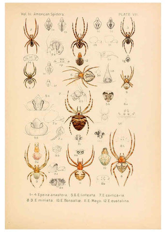 Reproducción/Reproduction 5985253666: American spiders and their spinningwork. V.3 Academy of natural sciences of Philadelphia,1889-93