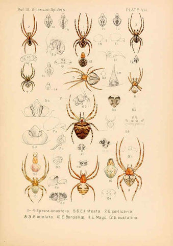 Reproducción/Reproduction 5985253666: American spiders and their spinningwork. V.3 Academy of natural sciences of Philadelphia,1889-93
