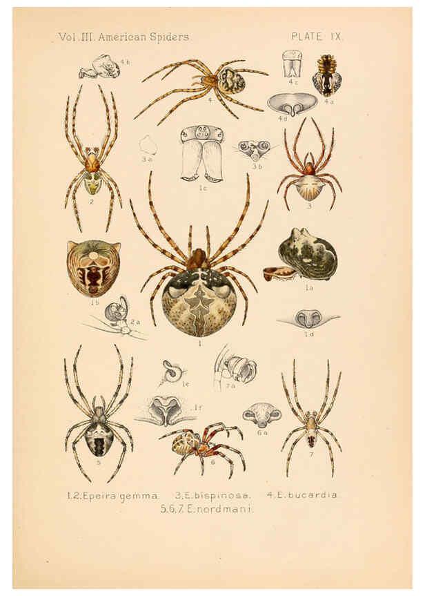 Reproducción/Reproduction 5985254026: American spiders and their spinningwork. V.3 Academy of natural sciences of Philadelphia,1889-93