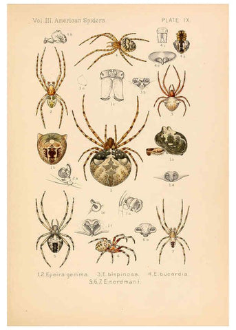 Reproducción/Reproduction 5985254026: American spiders and their spinningwork. V.3 Academy of natural sciences of Philadelphia,1889-93