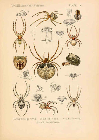 Reproducción/Reproduction 5985254026: American spiders and their spinningwork. V.3 Academy of natural sciences of Philadelphia,1889-93
