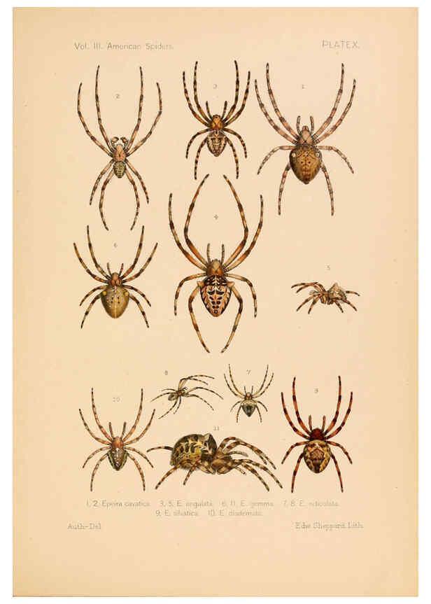 Reproducción/Reproduction 5984690901: American spiders and their spinningwork. V.3 Academy of natural sciences of Philadelphia,1889-93