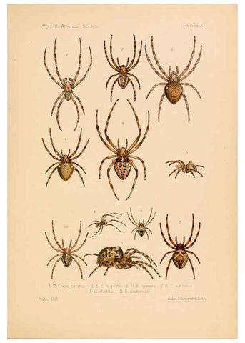 Reproducción/Reproduction 5984690901: American spiders and their spinningwork. V.3 Academy of natural sciences of Philadelphia,1889-93