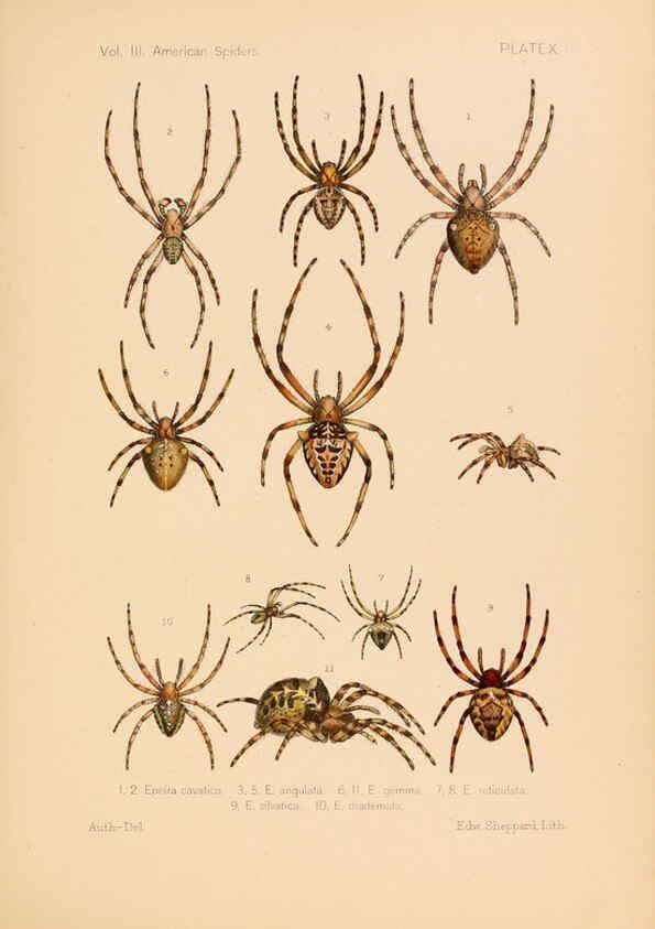 Reproducción/Reproduction 5984690901: American spiders and their spinningwork. V.3 Academy of natural sciences of Philadelphia,1889-93