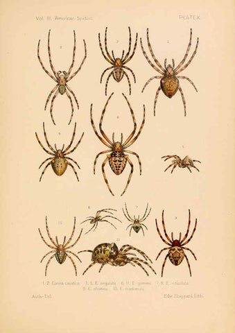 Reproducción/Reproduction 5984690901: American spiders and their spinningwork. V.3 Academy of natural sciences of Philadelphia,1889-93