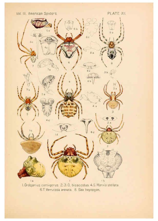 Reproducción/Reproduction 5984691639: American spiders and their spinningwork. V.3 Academy of natural sciences of Philadelphia,1889-93