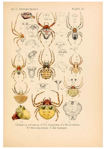 Reproducción/Reproduction 5984691639: American spiders and their spinningwork. V.3 Academy of natural sciences of Philadelphia,1889-93