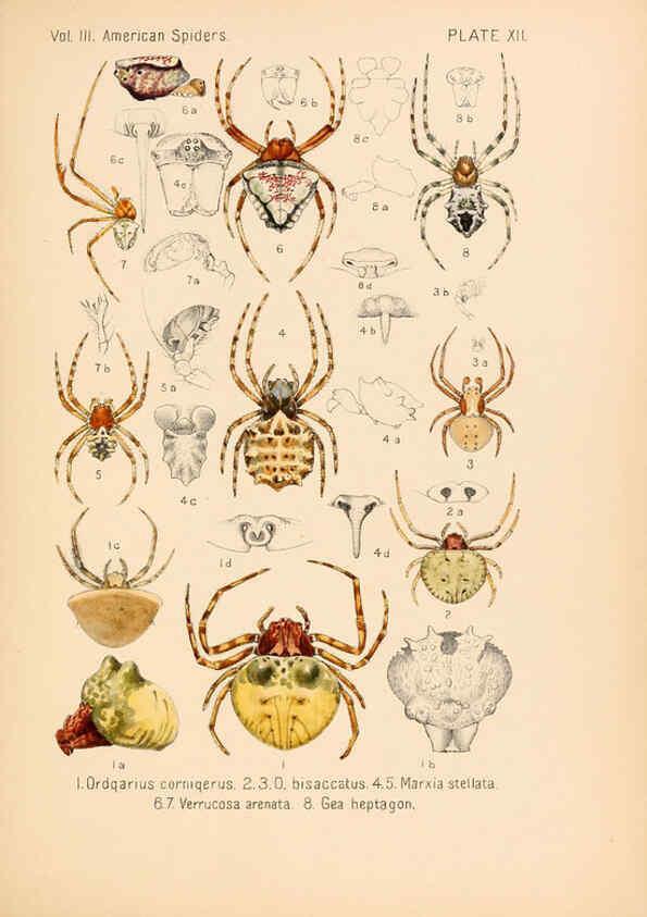 Reproducción/Reproduction 5984691639: American spiders and their spinningwork. V.3 Academy of natural sciences of Philadelphia,1889-93