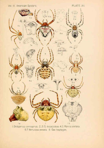 Reproducción/Reproduction 5984691639: American spiders and their spinningwork. V.3 Academy of natural sciences of Philadelphia,1889-93