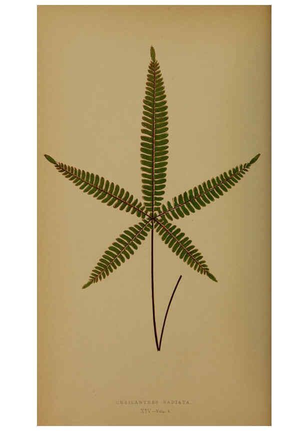 Reproducción/Reproduction 5985428772: Ferns: British and exotic V.4 London,Groombridge and Sons,1856-60