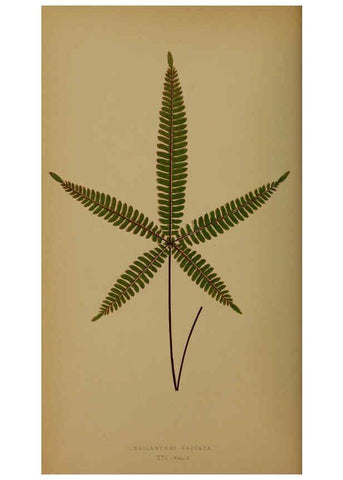 Reproducción/Reproduction 5985428772: Ferns: British and exotic V.4 London,Groombridge and Sons,1856-60