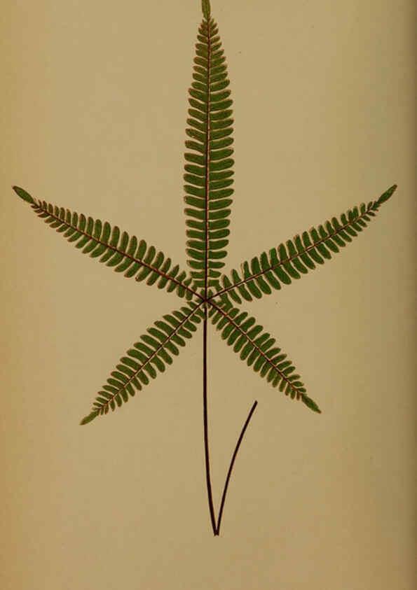 Reproducción/Reproduction 5985428772: Ferns: British and exotic V.4 London,Groombridge and Sons,1856-60