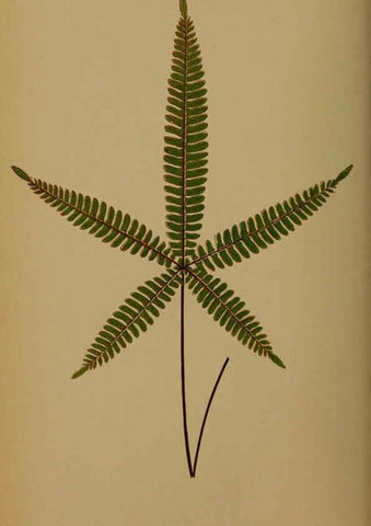 Reproducción/Reproduction 5985428772: Ferns: British and exotic V.4 London,Groombridge and Sons,1856-60