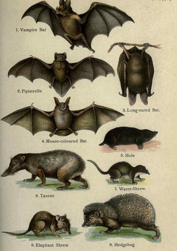 Reproducción/Reproduction 5985361646: The handy natural history Boston,R.G. Badger, The Gorham press,1910