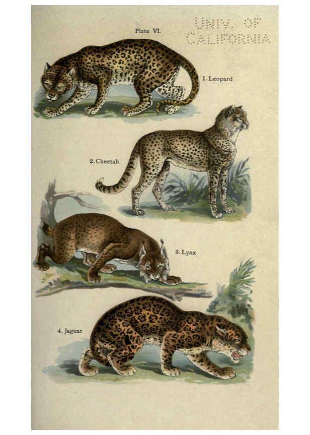 Reproducción/Reproduction 5985362168: The handy natural history Boston,R.G. Badger, The Gorham press,1910