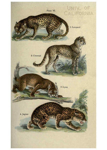 Reproducción/Reproduction 5985362168: The handy natural history Boston,R.G. Badger, The Gorham press,1910