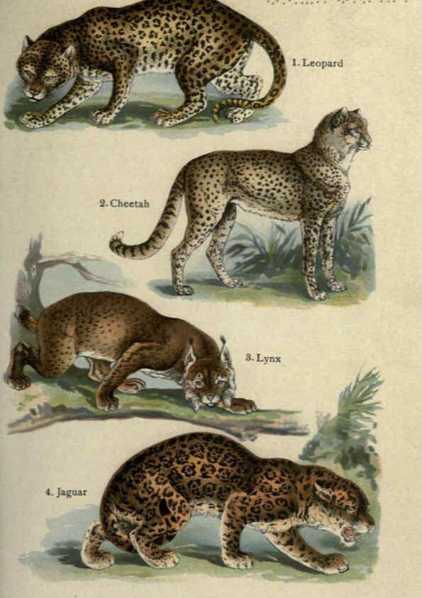 Reproducción/Reproduction 5985362168: The handy natural history Boston,R.G. Badger, The Gorham press,1910
