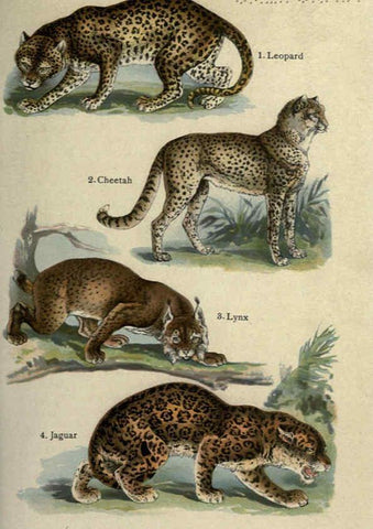 Reproducción/Reproduction 5985362168: The handy natural history Boston,R.G. Badger, The Gorham press,1910