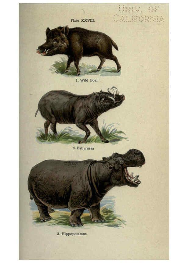 Reproducción/Reproduction 5984804717: The handy natural history Boston,R.G. Badger, The Gorham press,1910