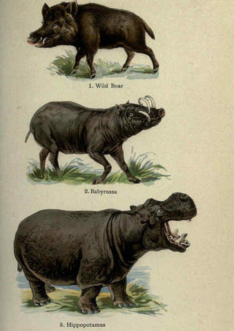 Reproducción/Reproduction 5984804717: The handy natural history Boston,R.G. Badger, The Gorham press,1910
